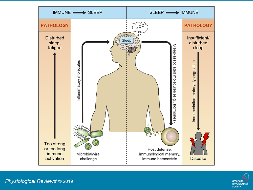 Sleep immune system sacrifice needs don The Connection Between Sleep and Immune Health